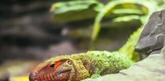 Caiman Lizard: The Little Aquatic Dragon