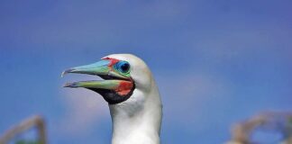 Red-Footed Booby: The Bird With Fancy Feet