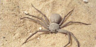 Arid Arachnid: 10 Venomous Desert Spiders