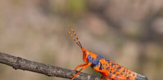 Leichhardt’s Grasshopper: A Beautiful Bug To See