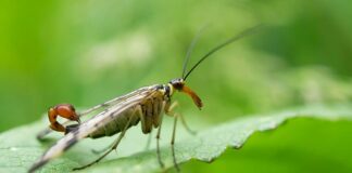 Scorpionfly: The Insect With A Clasper