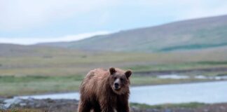 15 American Black Bear Subspecies