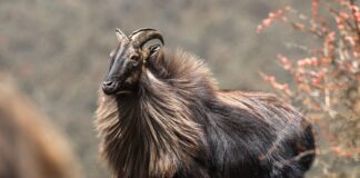 Tahr: Ungulate Of The Himalaya
