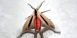 Baphomet Moth: The Extraterrestrial-Looking Insect