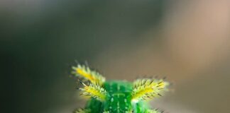 Hairy Grub: 11 Stinging Caterpillars You Shouldn’t Touch