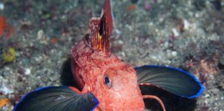 Eastern Spiny Gurnard: The Butterfly-Looking Fish