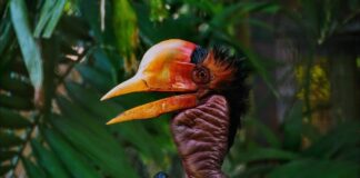 Helmeted Hornbill: The Bird With Headgear