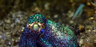 Hummingbird Bobtail Squid: The Glowing Sepia