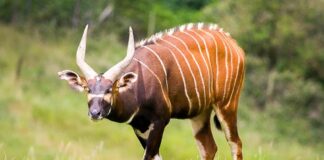 Bongo: The Forest-Dwelling Antelope