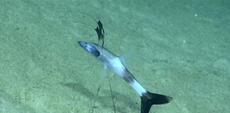 Tripod Fish: The Strange Deep Ocean Fish