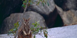 Mareeba Rock Wallaby: The Rare Marsupial