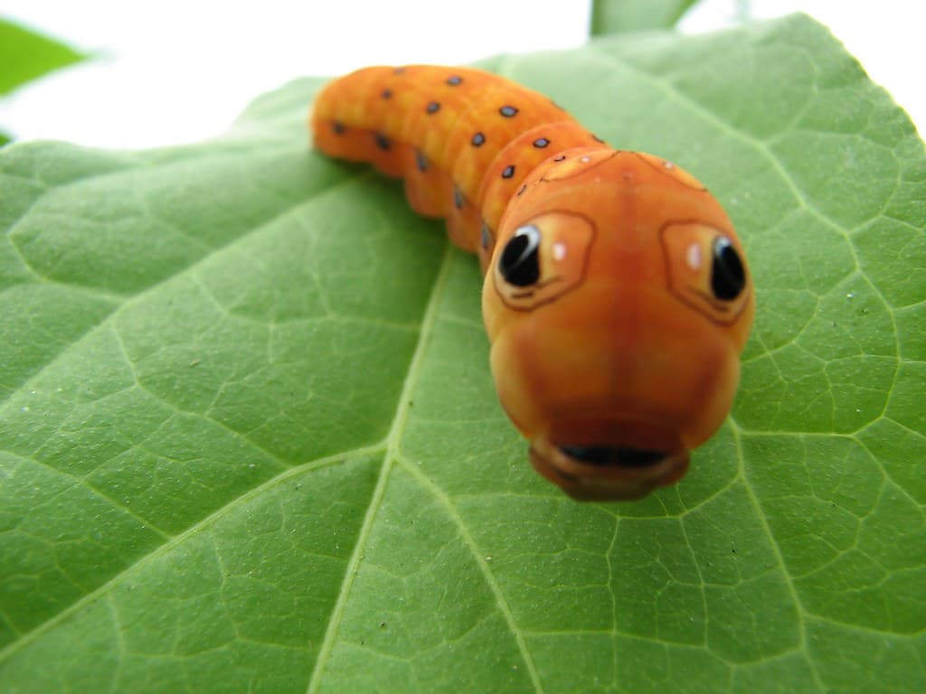 Caterpillar Mimicry