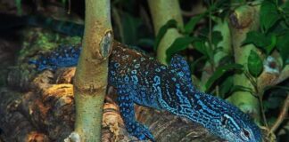 Blue-Spotted Tree Monitor: A Unique Lizard Species