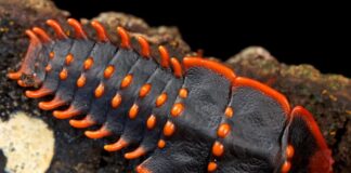 Trilobite Beetle: The Prehistoric-Looking Bug