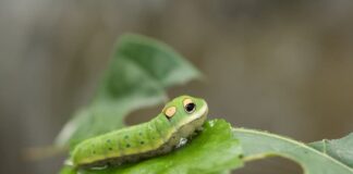 Caterpillar Mimicry: 6 Caterpillars That Look Like Snakes