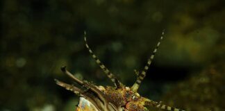 Bobbitt Worm: The Snappy Sand Striker