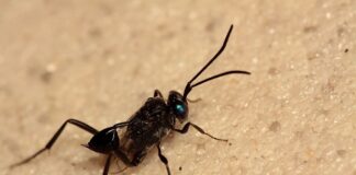 Ensign Wasp: The Cockroach Controller