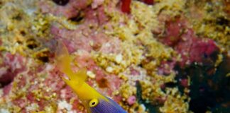Ribbon Eel: The Colorful Moray Species