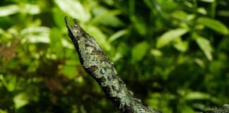 Tentacled Snake: The Vicious Predator