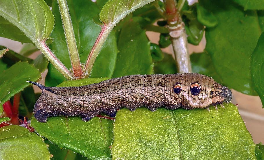 Caterpillar Mimicry