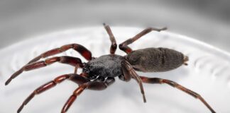 White-Tailed Spider: Cigar-Bodied Arachnid