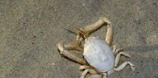Masked Crab: Decapod With Human Face Carapace