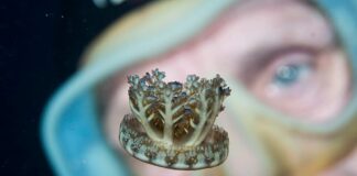 Upside Down Jellyfish: A Strange Jelly