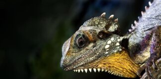 Boyd’s Forest Dragon: The Majestic Lizard