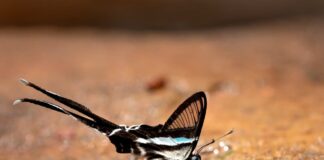 Dragontail Butterfly: The Majestic Bug