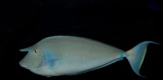 Bluespine Unicorn Fish: The Beautiful Tang