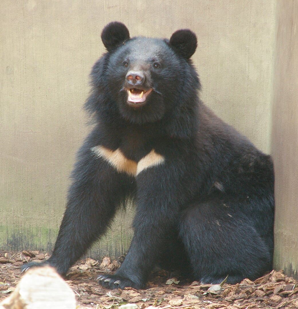 Asian Black Bear Subspecies