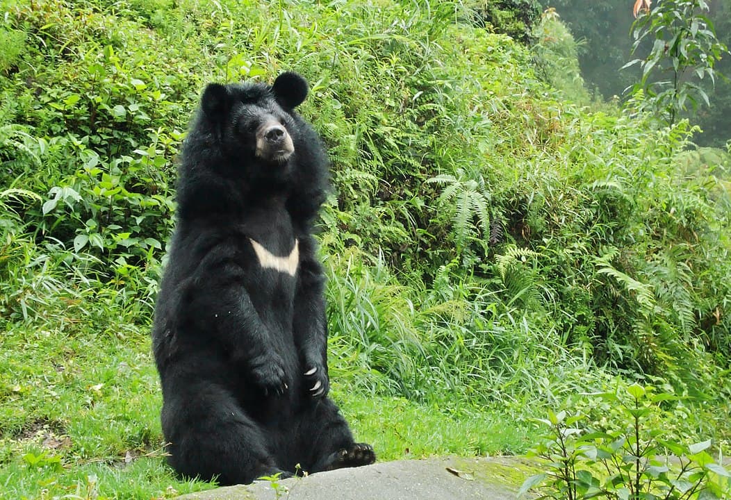 Asian Black Bear Subspecies