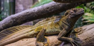 Hydrosaurus Lizard: Sail-Fin Water Lizard image: Peter Miller