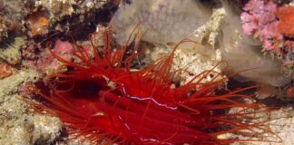 Electric Fire Clam: The Marine Disco Ball