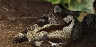 Rhinoceros Viper: The Snake With Nasal Horns