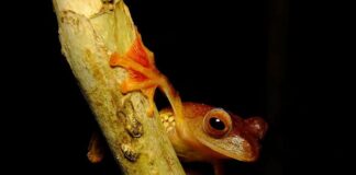 Harlequin Tree Frog: The Flying Amphibian