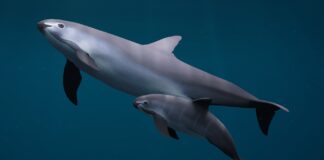 Vaquita: The Smallest Porpoise Species