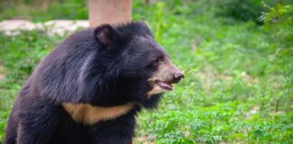 7 Asian Black Bear Subspecies