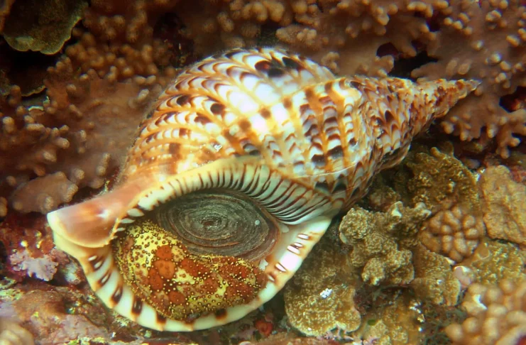 Triton’s Trumpet: A Large Sea Snail