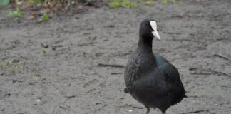 American Coot: The Bird With Strange Feet