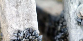 10 World’s Worst Invasive Alien Species