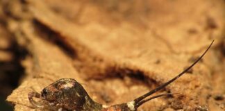 Jumping Bristletail: The Silverfish’s Doppelganger