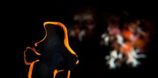 Dusky Batfish: The Phoenix Of The Sea