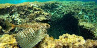 Gurnard: The Fish That Can Fly & Walk