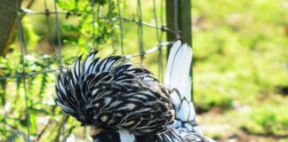 Polish Chicken: Fancy European Poultry