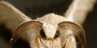 12 Beautiful Moths With Gorgeous Appearance