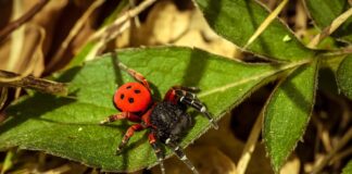 Ladybird Spider: The Perfect Mimicker