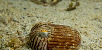 Striped Pajama Squid: A Dangerous Sea Creature