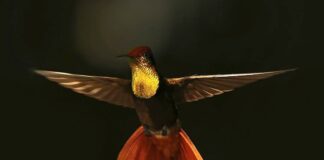 10 More Beautiful Hummingbird Species