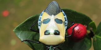 Peculiar Appearance: 12 Weird Bugs You Never See